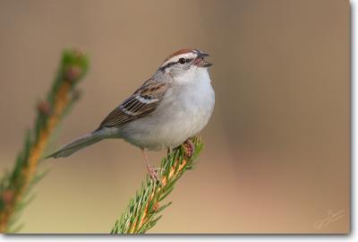 Chipping Sparrow