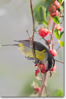 Cozumel Bananaquit