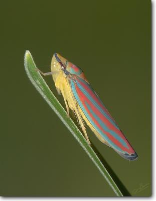 Scarlet-and-Green Leafhopper