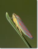 <!-- CRW_6616.jpg -->Scarlet-and-Green Leafhopper