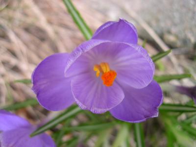 crocusorig.jpg