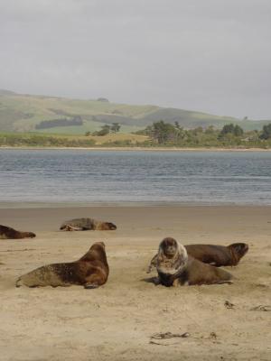 Beach in the Caitlans