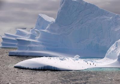 Gentoos hitch a ride, while a predator leopard seal waits in the water.