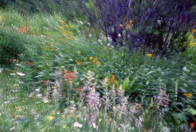 Mountain meadow-- double exposure