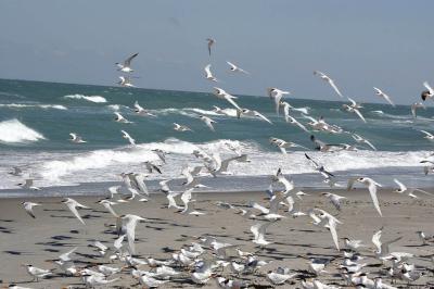 Sea Birds 1