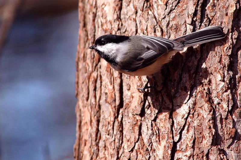 Chickadee 3s.jpg