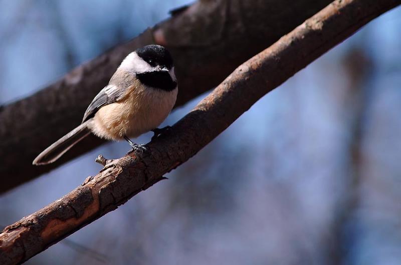 Chickadee 4s.jpg