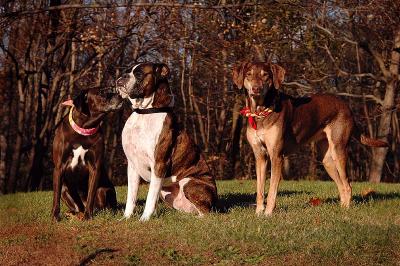 The Dogs 1s.jpg
