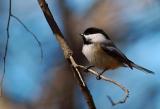 Chickadee 5s.jpg