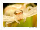 Crab