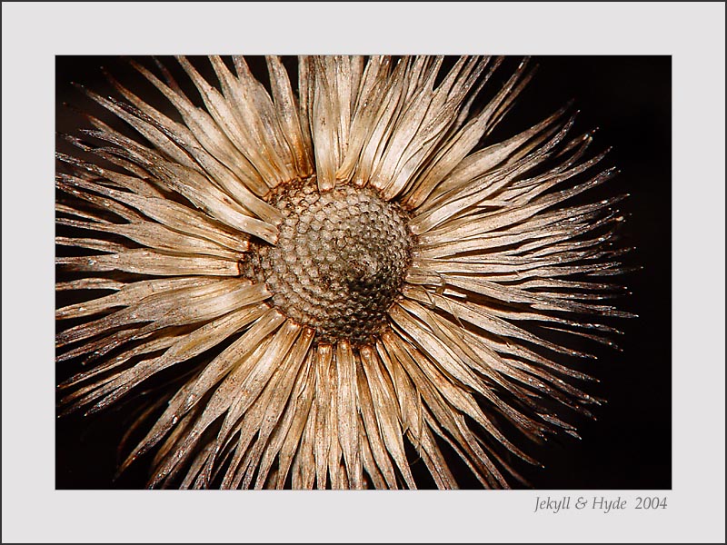 Burst 2