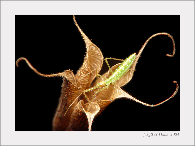 Pod