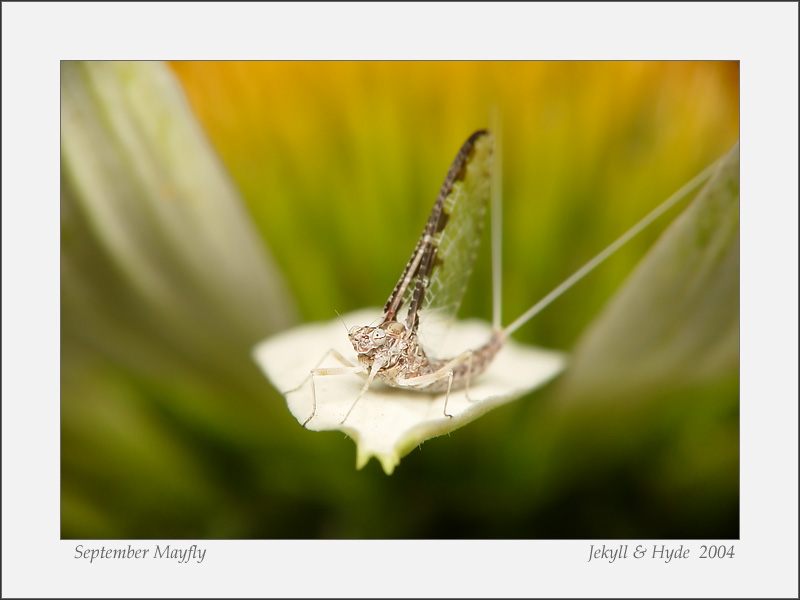 September Mayfly