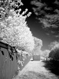 DSC04308 IR BW 480x640.jpg