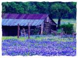 bluebonnets 2003 hayes 640x480.jpg