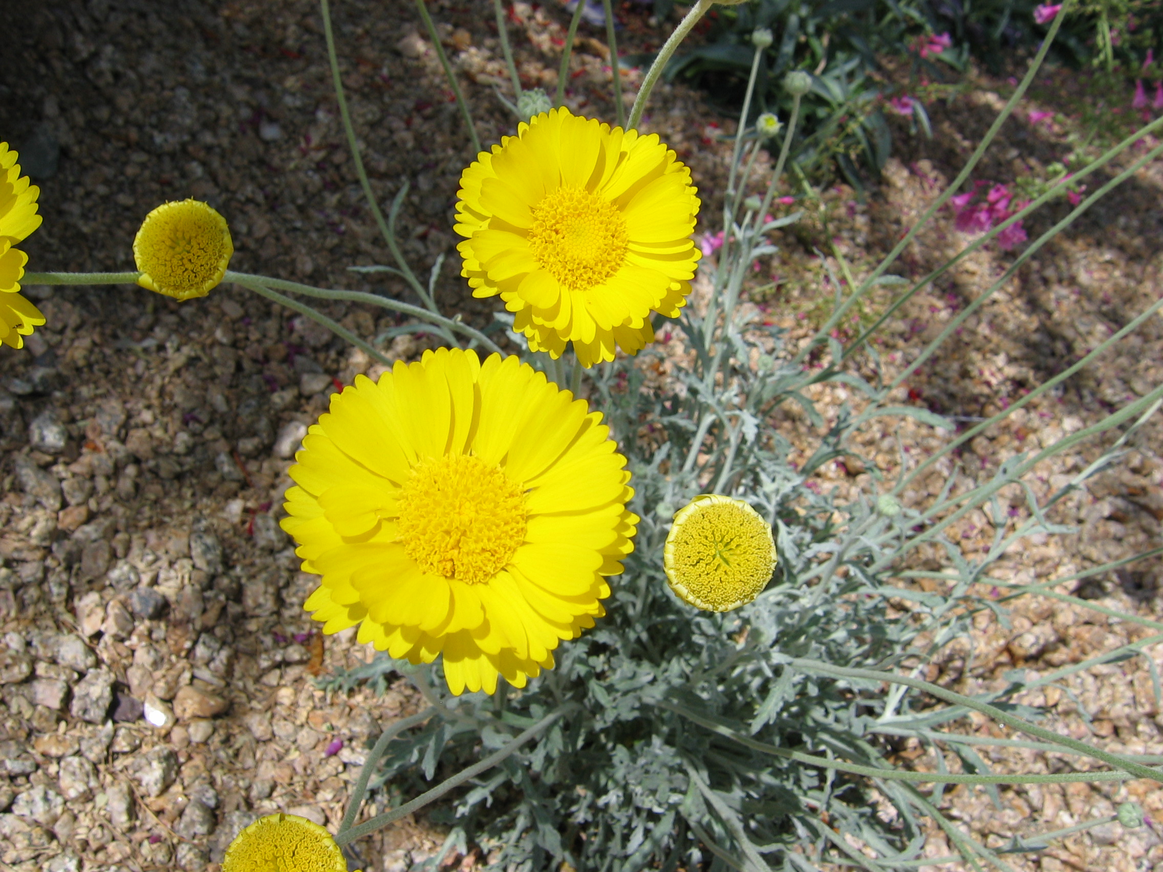 Desert Marigolds