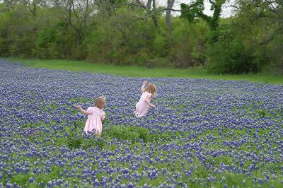 Bluebonnets