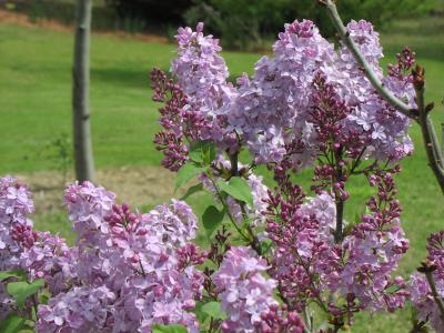close up lilacs