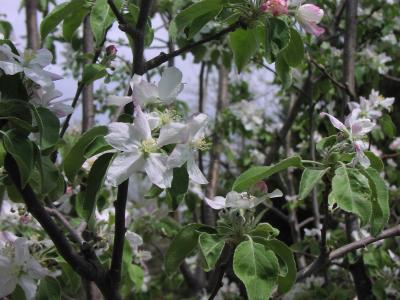 apple blossoms