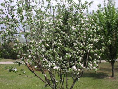 apple tree