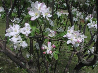 close up apple blossoms