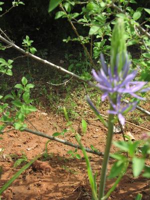 matthew gift bulb starting to bloom