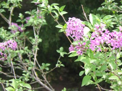 more french lilacs