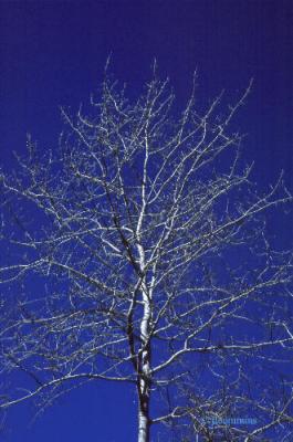 Scorched Cottonwood Tree