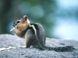 Chipmunk