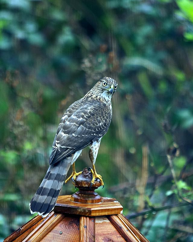 Cooper Hawk
