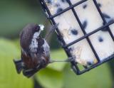 Chestnut-Backed Chickadee