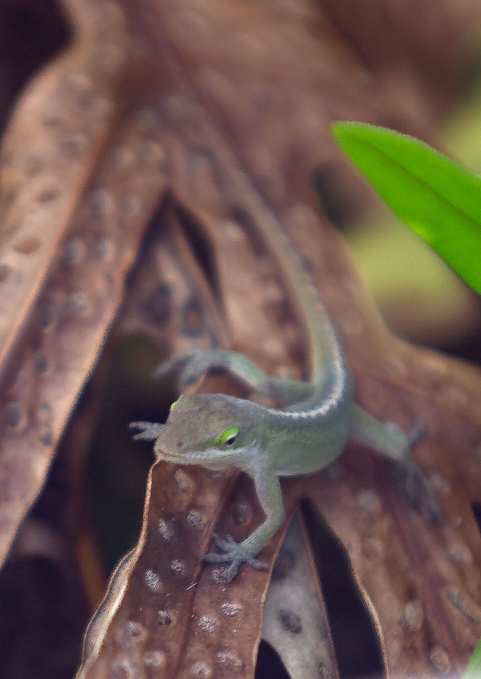 Little Gecko