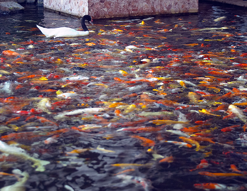 Kauai Marriott Koi Pond