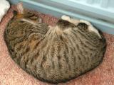 Sit tight kid Im having 40 winks.