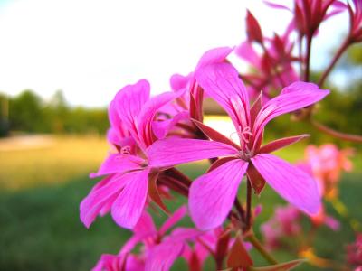 flora