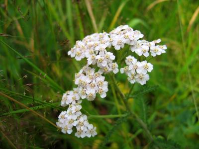 u42/jimclarck/medium/34167201.FloraIMG_0678.jpg