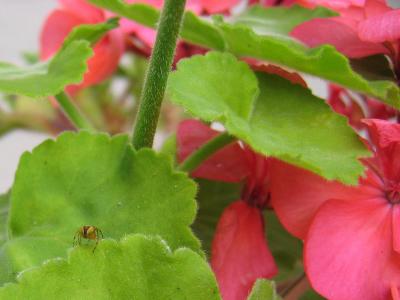 u42/jimclarck/medium/34167689.InsectsIMG_0200_1400x1050.jpg