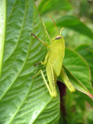 u42/jimclarck/medium/34167691.InsectsIMG_1352.jpg