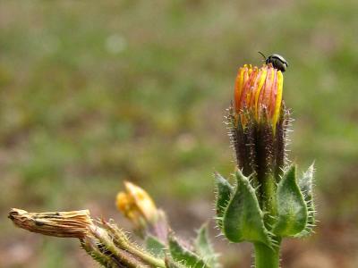 u42/jimclarck/medium/34167692.InsectsIMG_1374.jpg