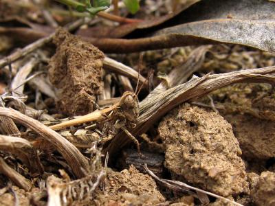 u42/jimclarck/medium/34167693.InsectsIMG_1399.jpg