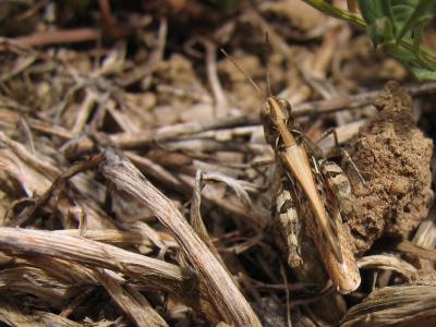 u42/jimclarck/medium/34167694.InsectsIMG_1400.jpg