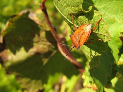 u42/jimclarck/medium/34167696.InsectsIMG_1521.jpg