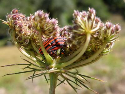 u42/jimclarck/medium/34167697.InsectsIMG_1620.jpg