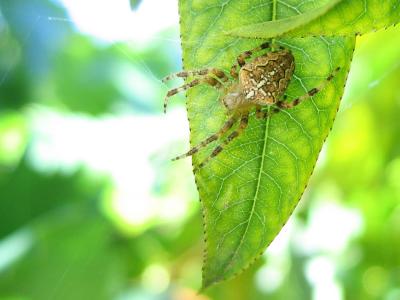 u42/jimclarck/medium/34167698.InsectsIMG_1962.jpg