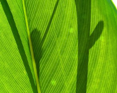 backlit leaf