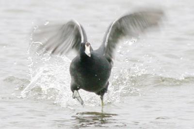 Coot