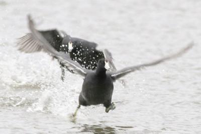 Coot