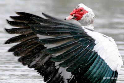 Muscovy