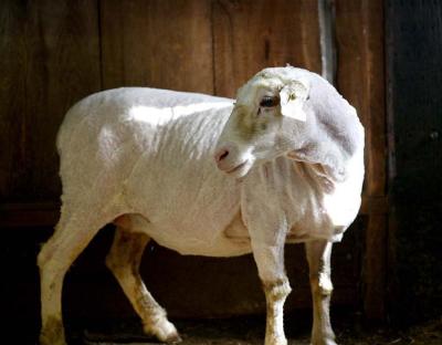   Sheep Shearing at the Cormo Sheep & Wool Farm