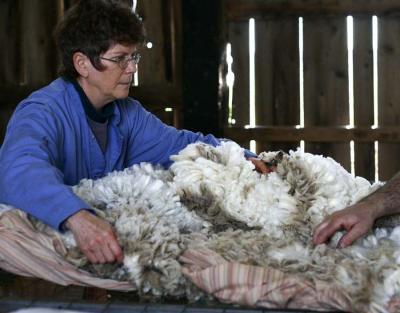 Fleeces is laid out to be inspected